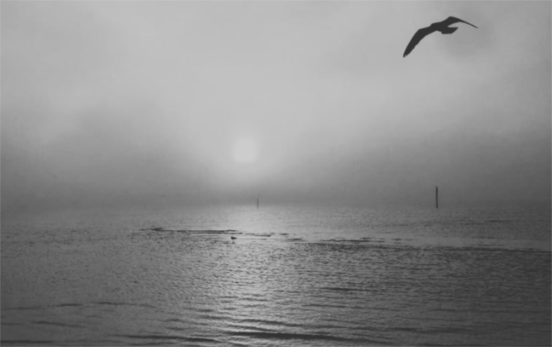 black and white photo of a seagull soaring over a mist-shrouded body of water with the sun glowing eerily through the fog
